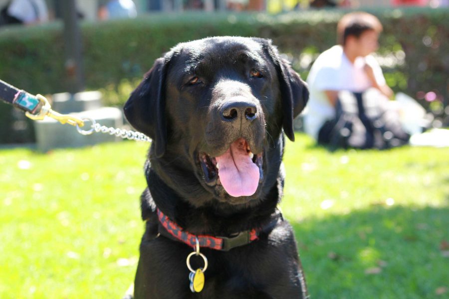 Nick is a black lab who is being trained by sophomore Rebecca Nelson. Credit: Josh Ren/The Foothill Dragon Press