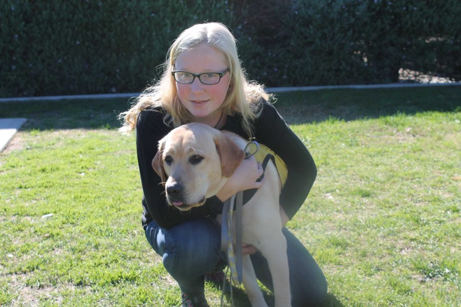 Raising a guide dog: a hard but rewarding experience