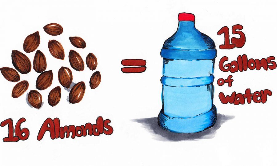 16 almonds takes 15 gallons of water. It takes more water than expected for certain foods. Credit: Jessie Snyder/The Foothill Dragon Press