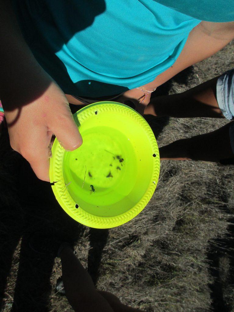 Students caught bees using bowls of soapy water. Photo courtesy of the BioScience Academy.