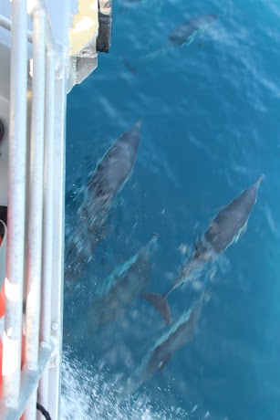 Dolphins swam with the boat for a portion of the ride. Photo courtesy of the BioScience Academy.