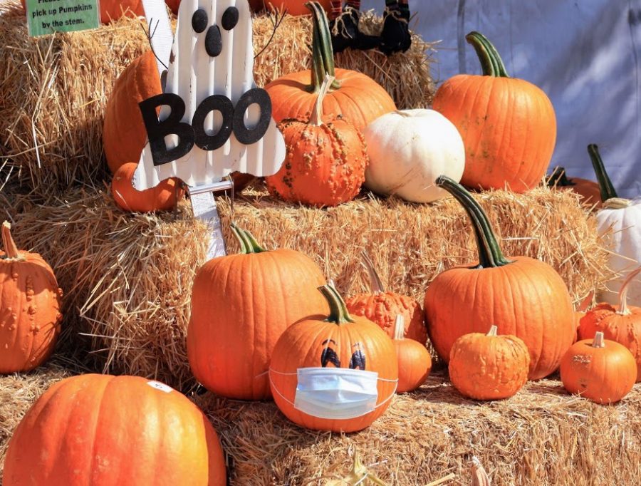 Pumpkins at Big Wave Daves are out and ready to be carved for the Halloween season.