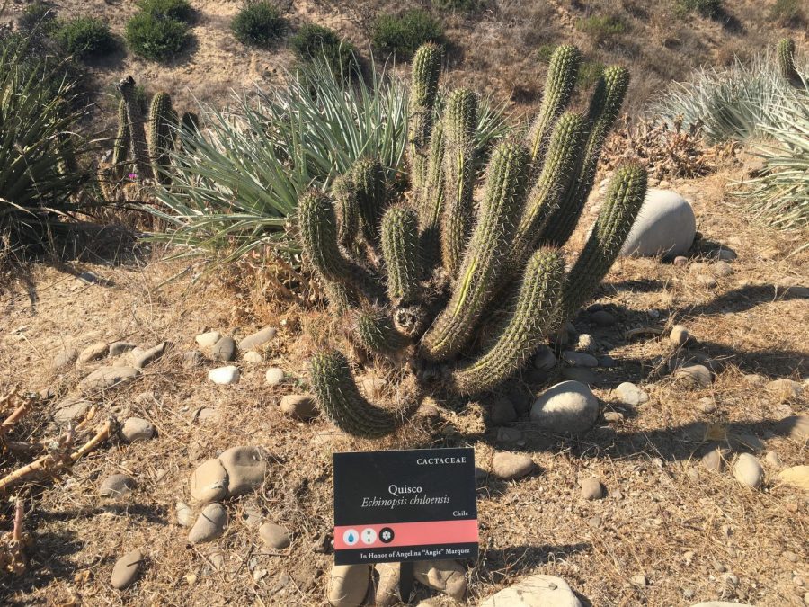 Quisco cactus helps Botanical Gardens conserve water.