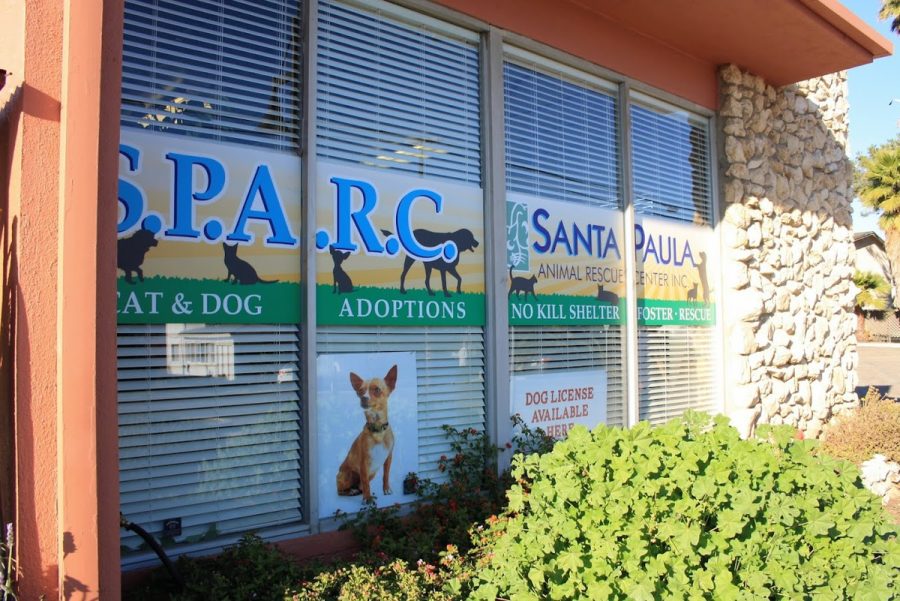 S.P.A.R.C. is a no-kill shelter located in Santa Paula, whose workers are focused on healing and finding good homes for these adorable pets.