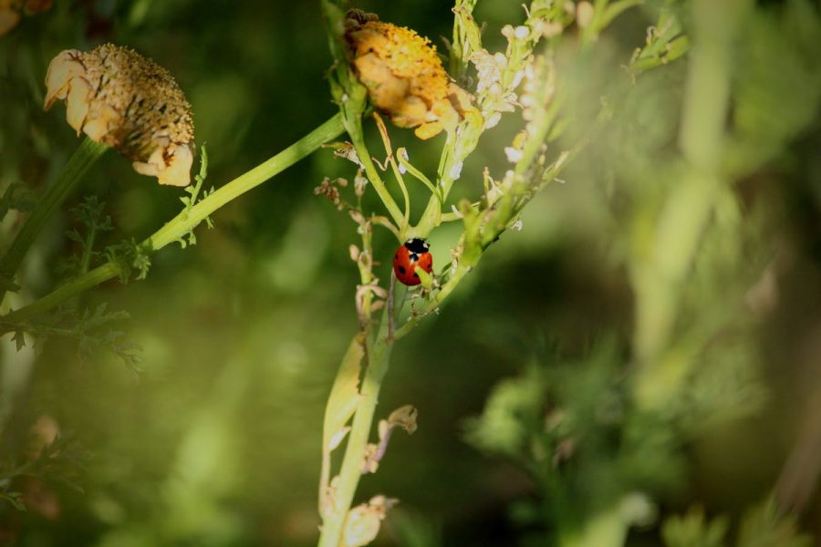 Hiding among the bushes, ladybugs populate the beautifully maintained trails.