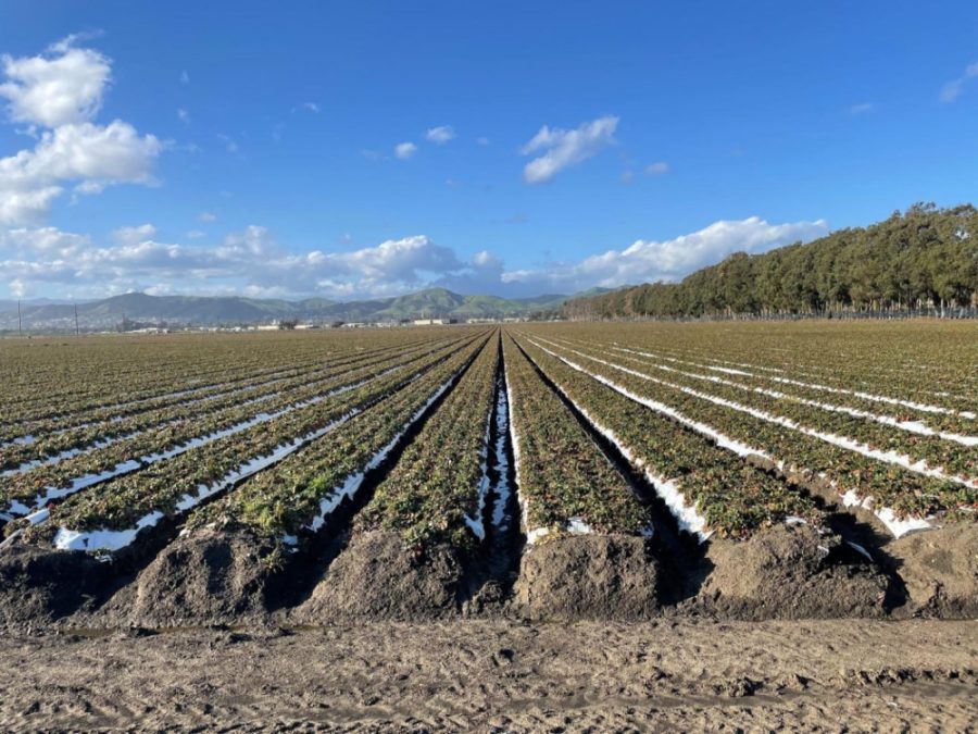 Off+of+Olivas+Park+Drive+lies+vast+strawberry+fields.+According+to+the+2021+Ventura+County+crop+report%2C+strawberries+were+the+number+one+leading+crop%2C+bringing+in+a+total+of++712%2C022%2C000+dollars+