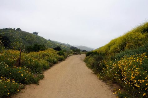 Ventura’s superbloom: Yellow flowers or invasive weeds?
