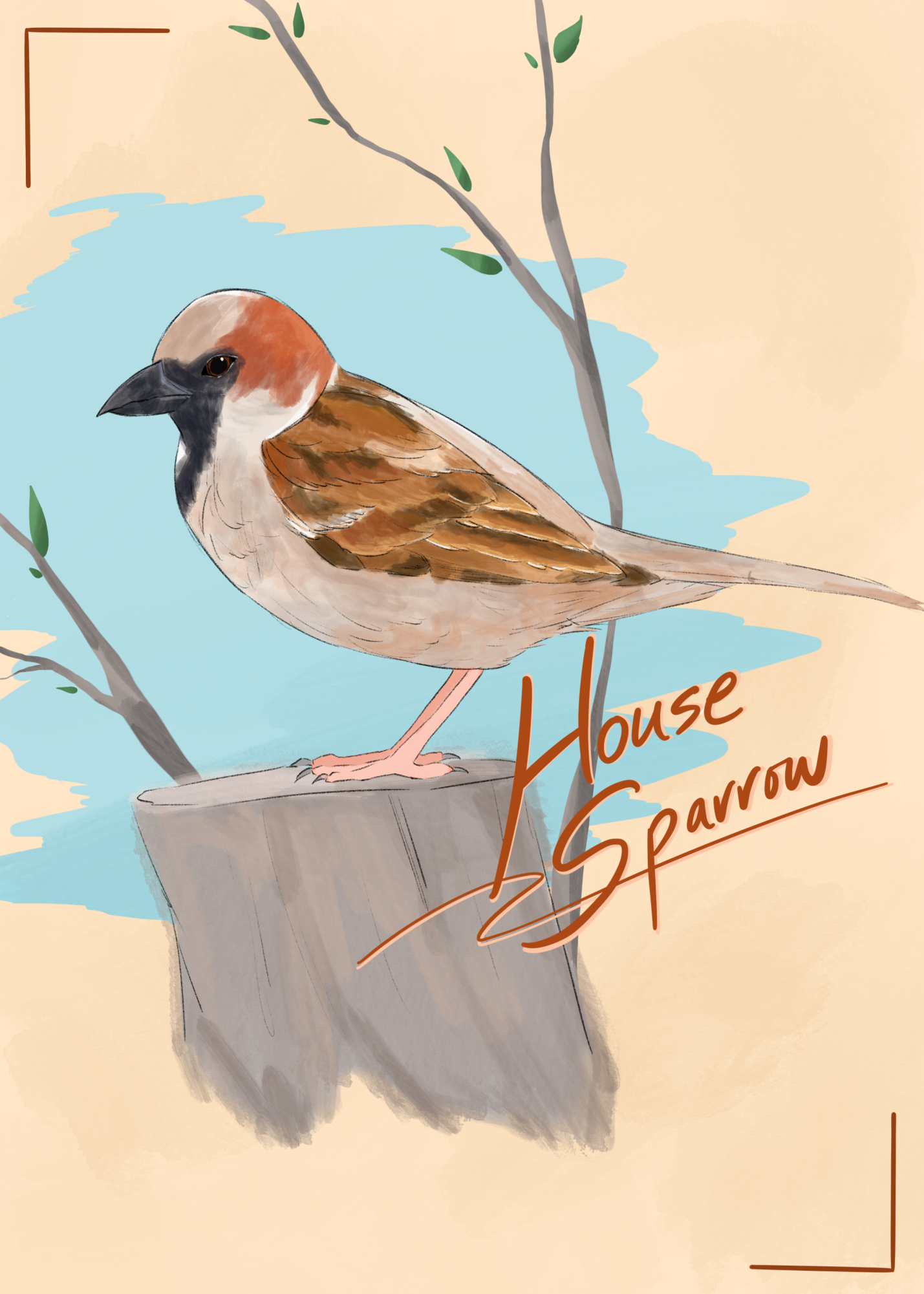 Closely associated with humans, it isn’t hard to find a house sparrow nearby in your neighborhood, especially with their success in survival leading to an abundance of them. From the attic and vents of homes to the streetlights dotting the road, house sparrows can be found nesting anywhere, waiting to pick at our leftover food.