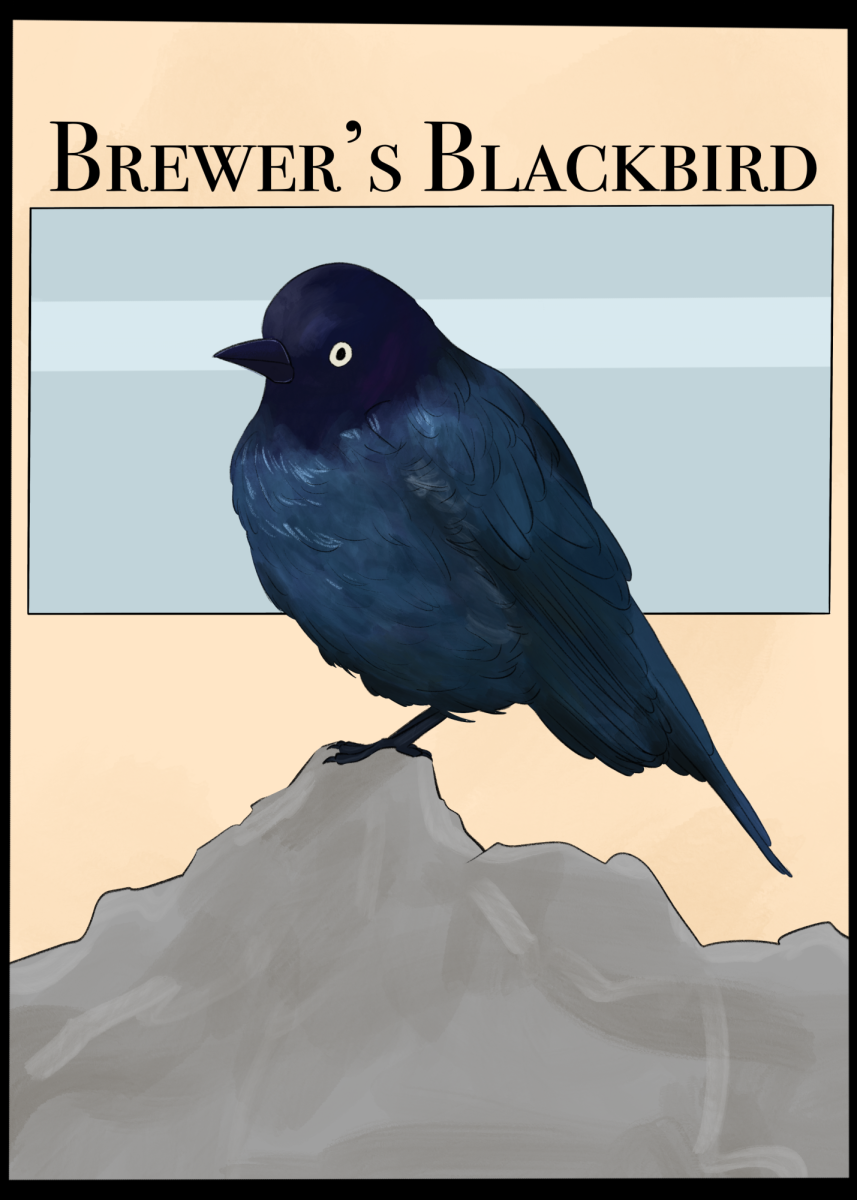 Making their residences in towns and cities across North America, Brewer’s Blackbirds can be commonly seen foraging along sidewalks or perching on utility lines, chuckling in flocks. Male blackbirds have a mesmerizing blend of black, blue, and deep green, while females sport a plainer brown color.