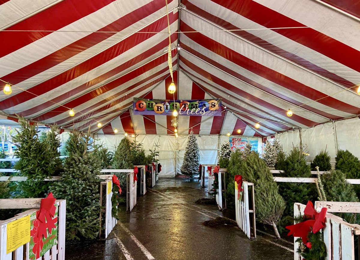 At Big Wave Daves Christmas Trees in Ventura, Calif. located next to the Pacific View Mall, rows are filled with authentic Christmas trees. Upon entering the site, the fresh smell of fir brings feelings of joy and festivity.