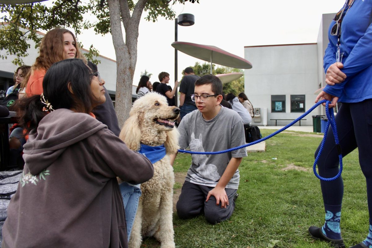 Amidst the pre-finals week tension lingering in the Foothill Technology High School (Foothill Tech) halls, therapy dogs from Love on a Leash were brought on campus on Jan. 19, 2024 to uplift students spirits and provide comfort as they begin to navigate their way into the upcoming week of final exams. Therapy animals offer stress relief, improve moods and provide comfort to enhance emotional well-being in diverse settings.