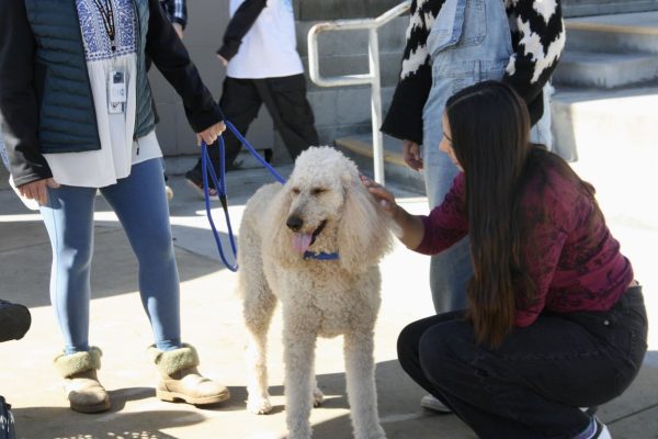 Foothill Technology High School (Foothill Tech) students got an amazing opportunity to hang out and have fun with the dogs of the Love on a Leash. These sweet volunteer dogs and their owners walked around campus on Feb. 2, 2024, and brought a smile to students faces amid the potential stress of a new semester.