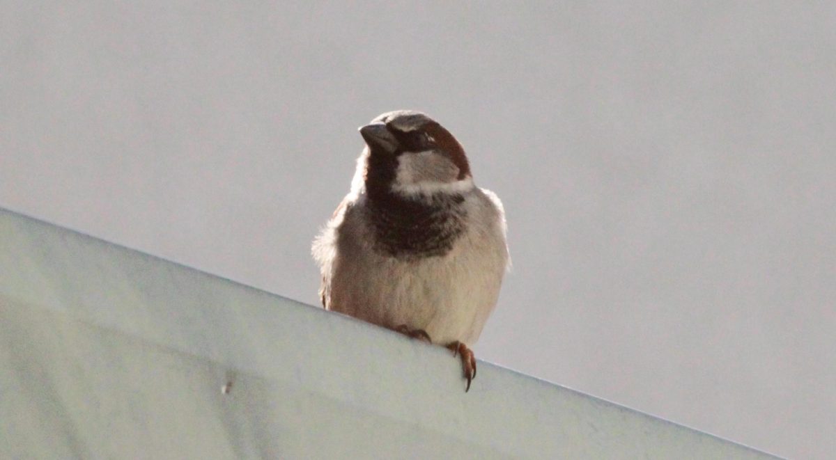 House+sparrows+are+one+of+the+most+common+birds+to+see+in+North+America.+They+nest+in+all+manner+of+buildings%2C+both+backyard+and+in+urban+environments.+Despite+their+adorable+appearances%2C+house+sparrows+are+invasive+and+damaging+to+native+species.+Theyre+also+extremely+territorial+and+injure+or+kill+other+birds%2C+and+even+hatchlings.