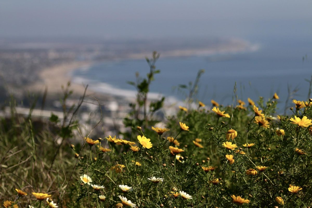 After the recent rains, the hills of Ventura Calif. have exploded with vibrant flowers just in time for Earth Day. The bright, beautiful blooms have left their colorful marks on the hills adding to the already unique Ventura landscapes.
