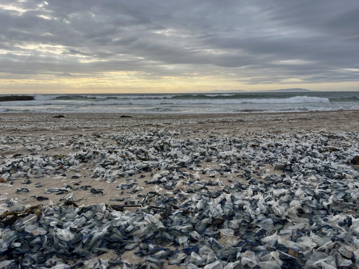 All across the coast of California, large masses of blue creatures resembling jellyfish are washing up onshore. These are not in fact jellyfish but Velella velella, or commonly referred to as "by-the-wind sailors." With the arrival of spring and the changing of wind patterns and currents, velella wash up on shore all over our local beaches.