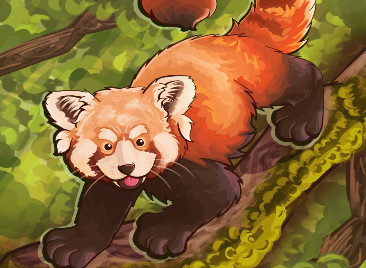 The red panda, also known as the lesser panda, is a charming small mammal found in the eastern Himalayas and southwestern China. Their distinctive markings, colors and funny behaviors truly make them stand out. However, their adorable personalities don’t protect them from the harsh realities they face, including population declines and the loss of their habitats.