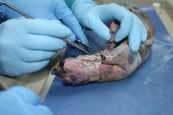 Wendi Butlers Honors Physiology students begin the dissection of minks to better understand the muscular structures of the body. Photo Credit: Emma Huebner/The Foothill Dragon Press.