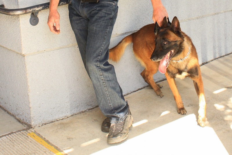 A drug-sniffing dog searched four classrooms today and two students were pulled out of class due to an alert on their belongings. Credit: Aysen Tan/The Foothill Dragon Press